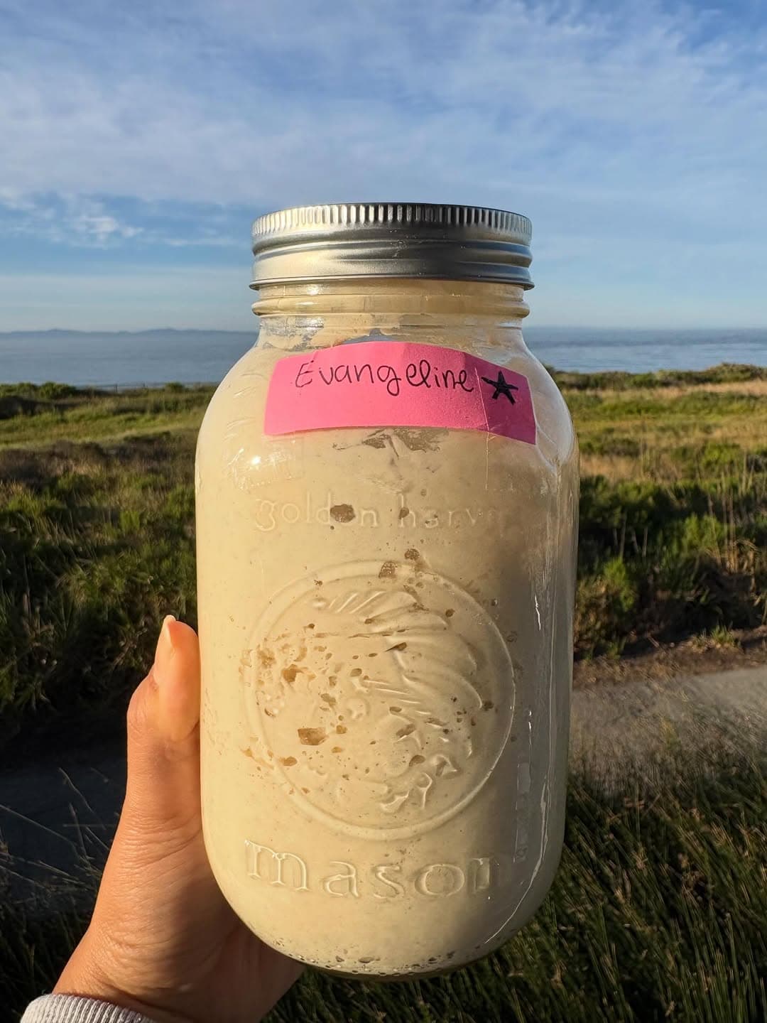 Evangeline — the wild sourdough starter